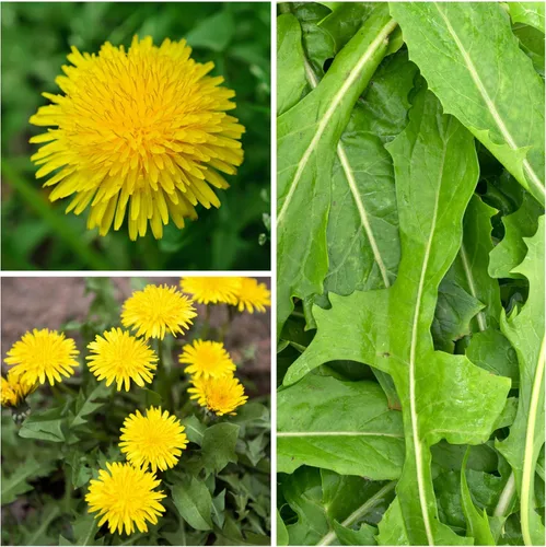 Vista 3 de Seed Needs Semillas de diente de león para plantar Taraxacum officinale - Herencia sin OMG y hierbas perennes no tratadas - Cultiva verduras