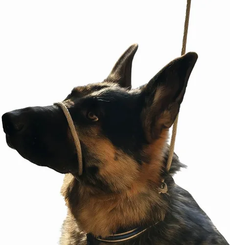 Vista 6 de Not So Fast Rover - Correa para perro sin tirones, para cabeza o cuello, talla única, para todos los perros, figura 8 con broche de seguridad (negro)