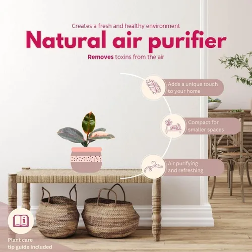 Vista 8 de BubbleBlooms Ficus elastica Surtido en una maceta de 4 pulgadas variedad de caucho, planta de caucho blanco y oscuro