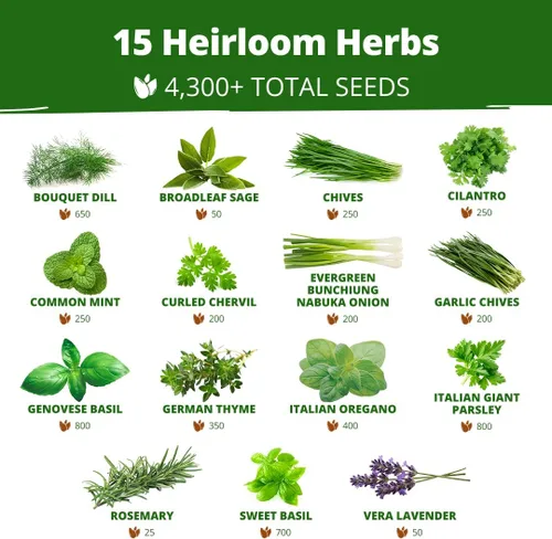 Vista 3 de Bóveda de 15 semillas de hierbas culinarias – Más de 4500 semillas criollas sin transgénicos para plantar – Jardín de hierbas para interiores