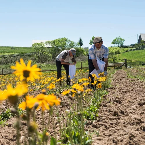 Vista 3 de Weleda Arnica Bumps & Moretones Skin Salve, 0.88 oz