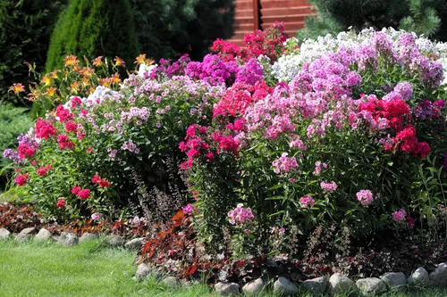 Vista 2 de 10 Tall Garden Phlox Paniculata Mixed Colors 'New Hybrids Mix' Flower Seeds