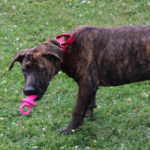 Vista 11 de Ethical Puppy - Chupete de látex para perros de 4 pulgadas, los colores pueden variar de razas pequeñas