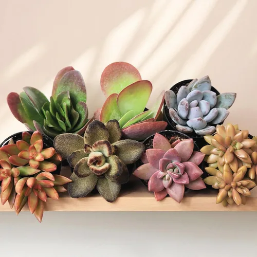 Vista 10 de Altman Plants Desert Fire - Paquete de 4 suculentas vivas, mezcla de mini plantas suculentas, plantas vivas, mini suculentas, plantas
