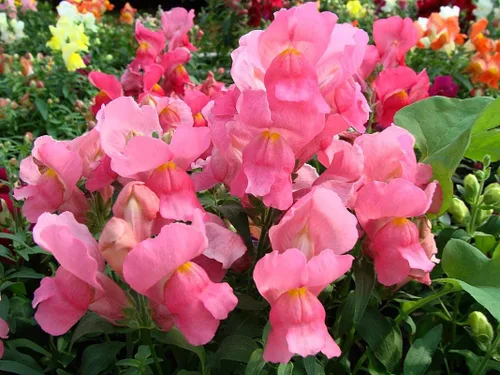 Vista 4 de Seeds Snapdragon Tall Pink