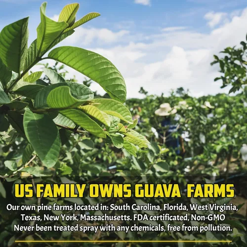 Vista 633 de FreshDrinkUS, 135 bolsas de té de jengibre y cúrcuma premium, ingredientes 100% naturales, mezcla hecha a mano de té de hierbas de cúrcuma