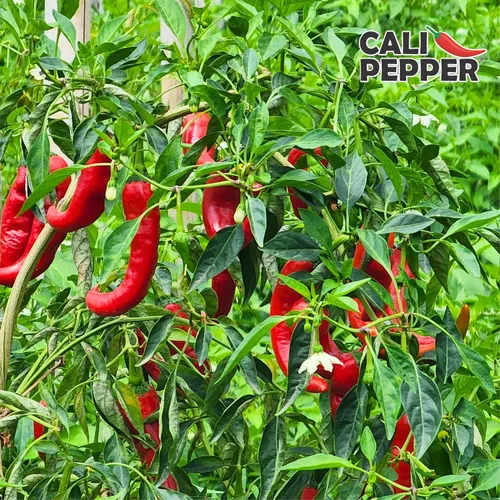 Vista 7 de Cali Pepper Paquete variado de salsa picante - Salsas Aji Amarillo y Ghost Pepper - Juego de salsa de chile mediana y muy picante - 2 botellas