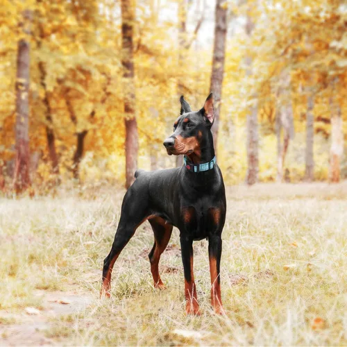 Vista 4 de haapaw Paquete de 2 collares de perro Martingale con hebilla de liberación rápida reflectantes, collares de entrenamiento para perros pequeños