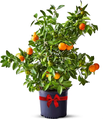Calamondin Tree - Plantas vivas para exteriores de 18 a 22 pulgadas de alto, árboles frutales de interior enanos, plantas vivas que no se pueden
