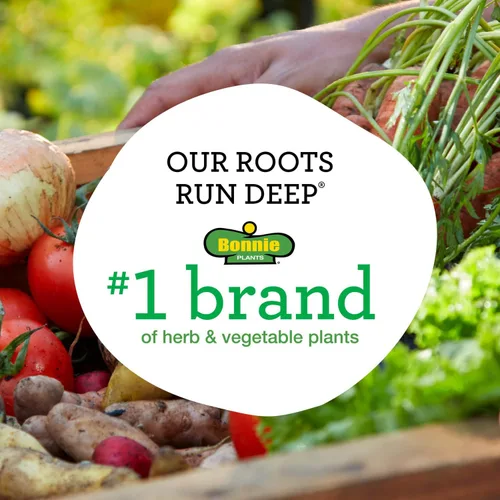 Vista 5 de Bonnie Plants Pimienta de Cayena Caliente 19.3 oz. Paquete de 4