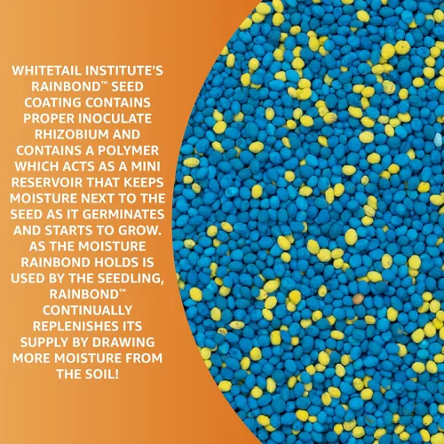 Vista 8 de Whitetail Institute Imperial Clover Semilla para parcela de alimentos para ciervos para siembra de primavera u otoño, promueve el crecimiento