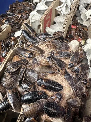 Vista 8 de BadAssBugs 1LB Premium Dubia Cucaracha y Cricket Chow