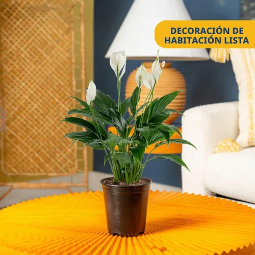 Vista 3 de Costa Farms - Lirio de la paz, planta de interior viva, purificador de aire, flores, maceta de 6 pulgadas