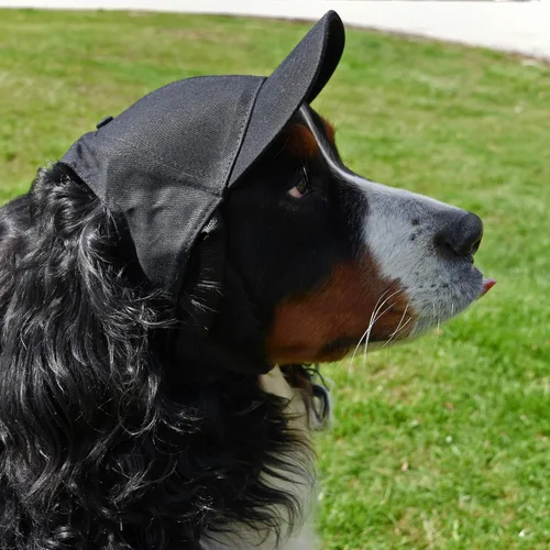 Vista 3 de Littlearth Gorra de béisbol para mascotas de la NFL, equipos con licencia oficial, tallas: XS - XL