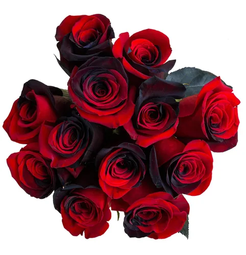 Rosas arcoíris recién cortadas de Flower Explosion