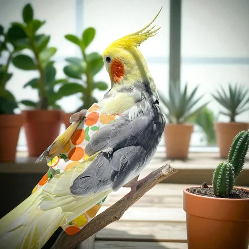 Vista 4 de 6 pañales lavables para pájaros, con forro impermeable y correas ajustables, pañales suaves reutilizables para periquitos, periquitos, mini