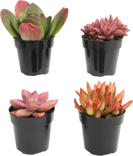 Vista 11 de Altman Plants Desert Fire - Paquete de 4 suculentas vivas, mezcla de mini plantas suculentas, plantas vivas, mini suculentas, plantas