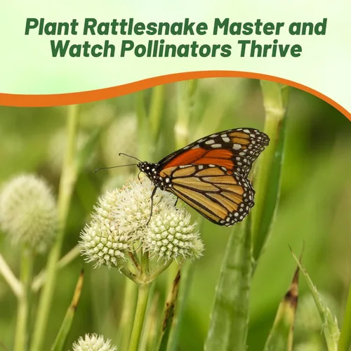 Vista 5 de Outsidepride Rattlesnake Master - Semillas de acebo de mar para plantar, 1000 piezas de semillas perennes tolerantes a la sequía de corte eryngium