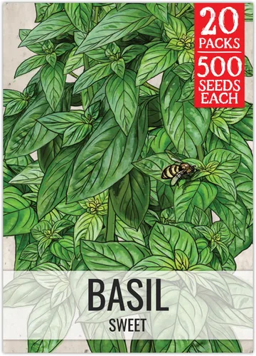 Vista 33 de Seed Needs Sweet Genovese - Semillas de albahaca para plantar, semillas de hierbas culinarias sin OMG y sin tratar para plantar un jardín de cocina