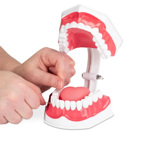 Vista 3 de Practicon Modelo de higiene dental con lengua móvil, modelo de dientes de demostración de tamaño real 2X, para enseñar a cepillar, usar hilo dental