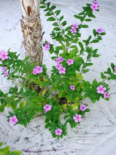 Vista 2 de 100 semillas de flor de bígaro rosa enano/VINCA Rosea Flower Seeds *Comb S/H