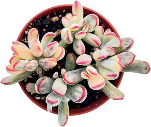 Vista 3 de Plantas suculentas vivas de 4 pulgadas, Aeonium 'White Wedding Dress', suculentas en maceta de fácil cuidado, planta