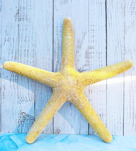 Vista 9 de Ebros Gift Escultura de estrella de mar amarilla coral océano, estrella de mar, 15 pulgadas de largo, decoración temática náutica costera