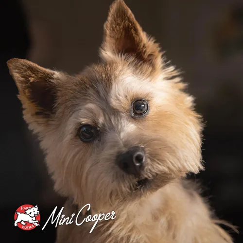 Vista 8 de Fromm Frommbalaya - Comida para perros con estofado de carne, verduras y arroz, comida húmeda prémium para perros, receta de carne de res, caja
