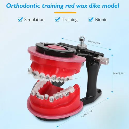 Vista 5 de Modelo de Typodonts de ortodoncia - Modelo de práctica de dientes de terraplén de cera de encías, moldes de reposicionamiento de ortodoncia