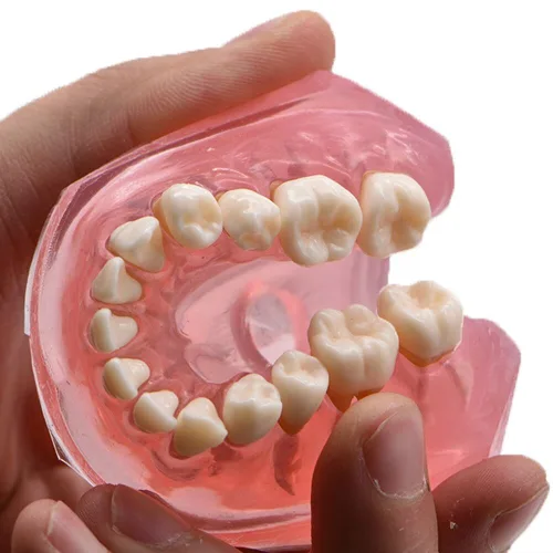 Vista 7 de Angzhili Dientes extraíbles dentales modelo de gel de sílice, modelo de dientes suaves y flexibles, ideal para laboratorio, herramienta
