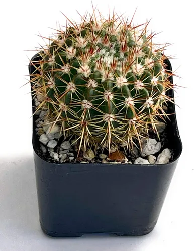 Vista 5 de Fatplants - Mini plantas de cactus vivas (paquete de 4), plantas de cactus de interior, plantas de cactus vivos, decoración de cactus vivos, plantas