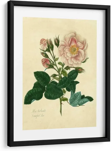 Canvas Lab | Frankfort Rose by Mary Lawrence | 11 x 15 in | Fine Art Framed Print, Frame Color: Black, With Mat | Botanical, Floral, Nature | Wall