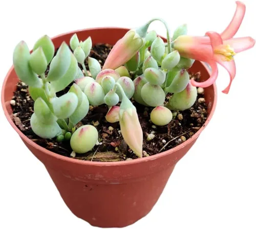 Vista 7 de Plantas de cactus suculentas vivas de USKC (pata de oso de cotiledón tomentosa de 2 pulgadas)