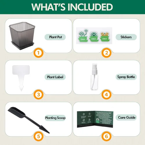 Vista 7 de Echeveria Minima - Suculenta viva abigarrada con roseta abigarrada única, hermosa planta de interior para decoración y regalos, planta