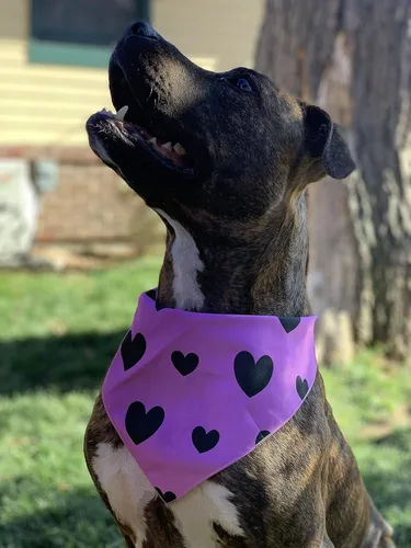 Vista 8 de Native Pup Bandana para perro para el día de San Valentín, paquete de 3, pañuelo de corazón rosa y rojo (paquete de San Valentín 1, S)
