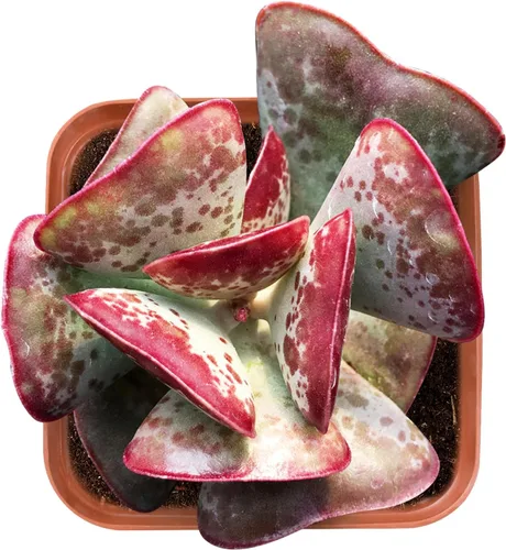 Vista 16 de Plantas suculentas vivas de 2 pulgadas, cactus con cono de pino, mini suculentas en maceta, planta de interior de fácil cuidado, regalos únicos