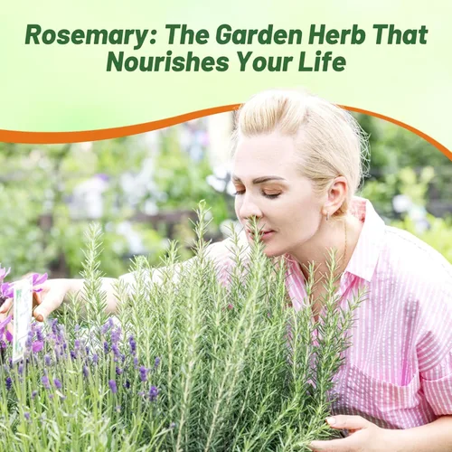 Vista 6 de Outsidepride Semillas de romero – 1000 unidades. Cubierta perenne, tolerante a la sequía, semillas de hierbas fáciles de cultivar para plantar