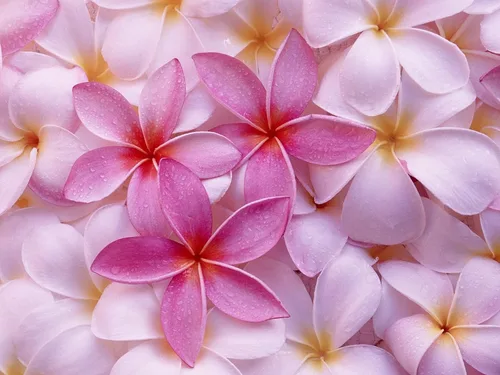 4 esquejes de plantas Frangipani Plumeria rosa hawaiana