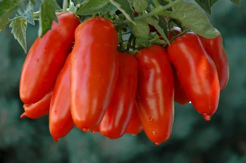Vista 6 de Semillas Verduras Tomate en Forma de Pimienta - 25 Semillas