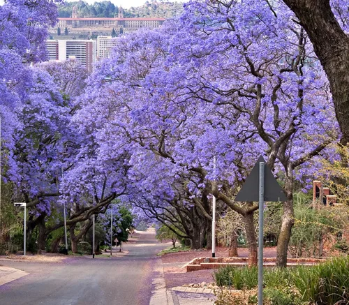 Vista 2 de Blue Jacaranda Tree Seeds - 100 Seeds - Árbol con flores exóticas - Enviados desde Iowa, EE. UU