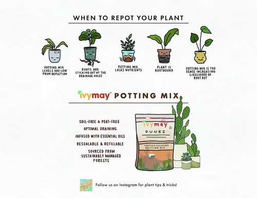 Vista 6 de IvyMay Dunes - Suelo para suculentas, mezcla orgánica para macetas de cactus para suculentas, listo para usar, plantas de interior con perlita