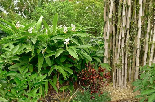 Vista 2 de Semillas de plantas de cardamomo verde (Elettaria Cardamomum) crecen en interiores o exteriores
