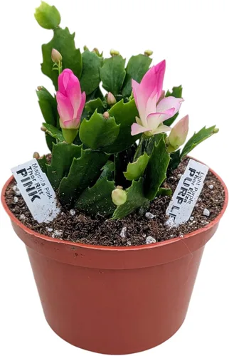Planta de cactus de Navidad viva, flores de color rosa y morado en flor, maceta de 6 pulgadas, planta de interior
