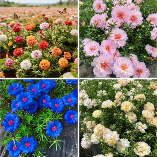 Más de 22000 semillas de rosa de musgo doble para plantar, semillas mixtas de Portulaca Grandiflora, semillas tropicales de cobertura del suelo,
