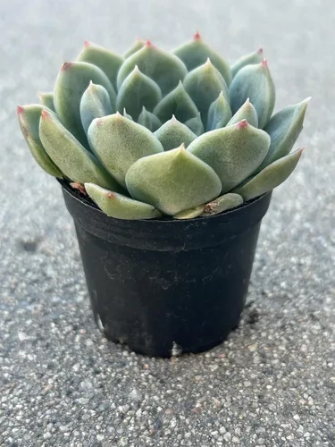 Vista 3 de Echeveria Alba Beauty Live Succulent Plant, 2 Inch Pot, Fully Rooted with Soil, Home and Office Decor or Gift
