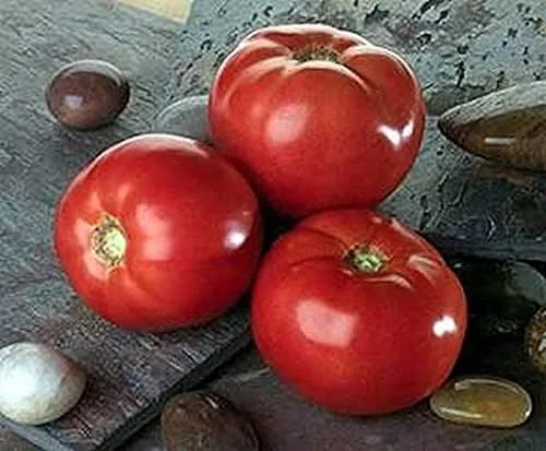 Vista 2 de Semilla de tomate Bella Rosa