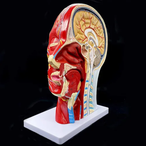 Vista 2 de Modelo anatómico de cabeza humana, tamaño real, cavidad nasal, garganta, cerebro, anatomía para ciencias, aula, estudio, exhibición