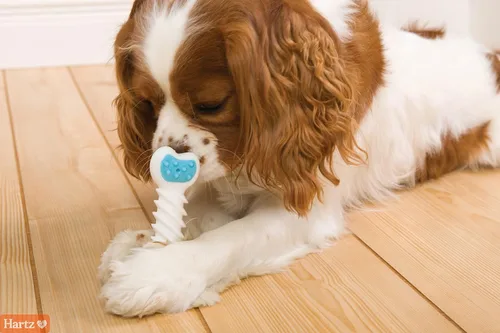 Vista 4 de Hartz Chew 'n Clean Twisty Bone - Juguete masticable para perros con aroma a tocino para masticadores moderados, extra pequeño