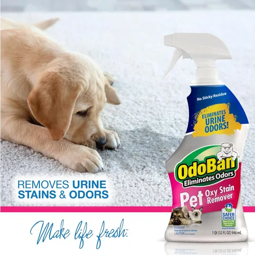 Vista 10 de OdoBan Pet Solutions Oxy - Removedor de manchas, fabricado en los Estados Unidos, paquete de 2, aerosoles de 32 onzas cada uno, y concentrado