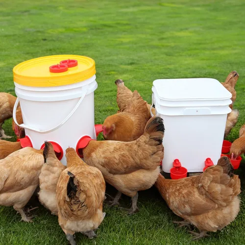 Vista 6 de Alimentador automático para pollos sin desperdicios, alimentador automático para aves de corral, juego de comederos y bebederos de pollo